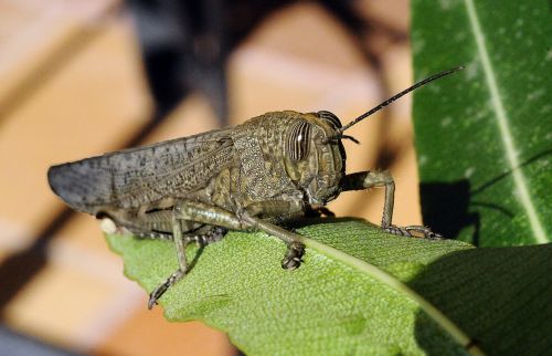 grasshopper insect macro