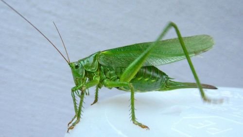 grasshopper insect macro