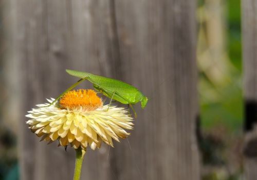 grasshopper green flower