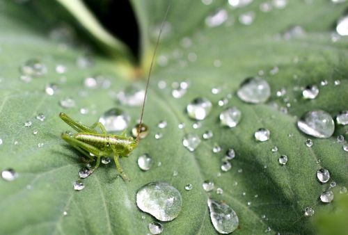 grasshopper leaves green