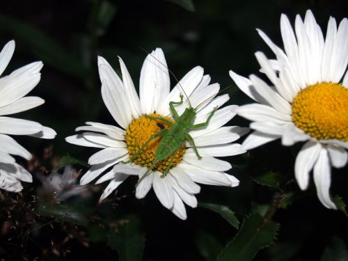 grasshopper insect nature