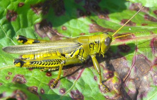 grasshopper insect bug