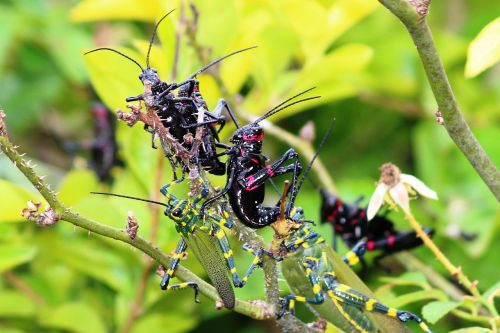 grasshopper nature insect