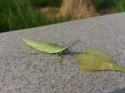grasshopper green leaf static