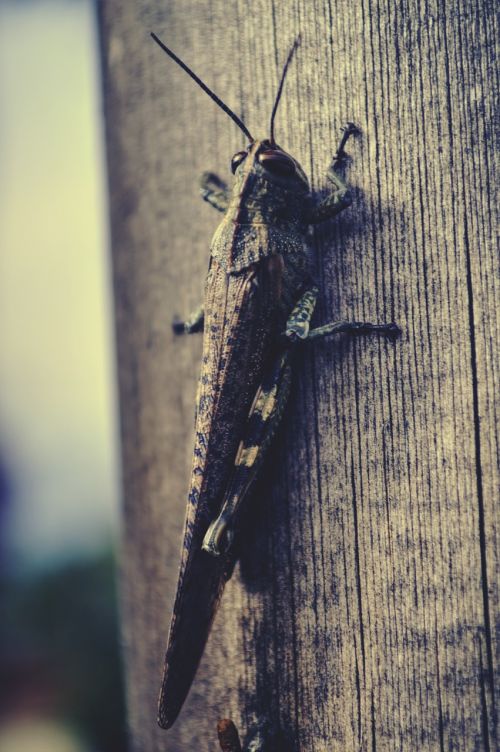 grasshopper animal tree