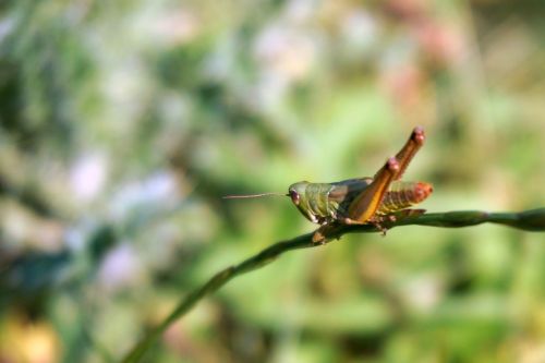 grasshopper focus nature