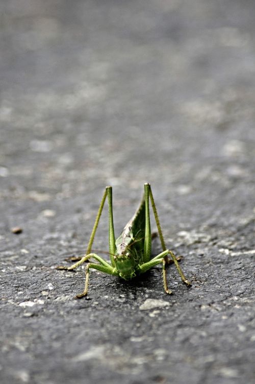 grasshopper insect green