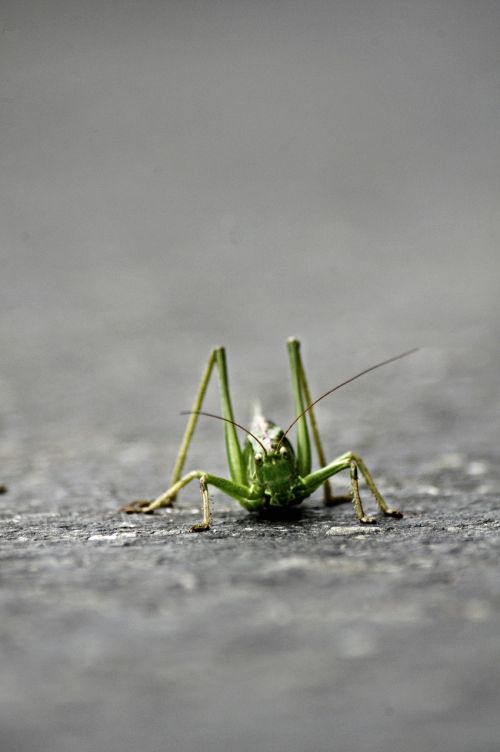 grasshopper desert locust insects