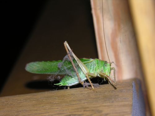 grasshopper cricket insect