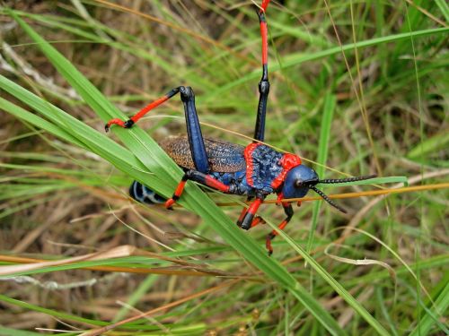 grasshopper south africa drakensburg mountains