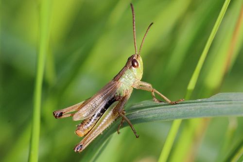 grasshopper insect close