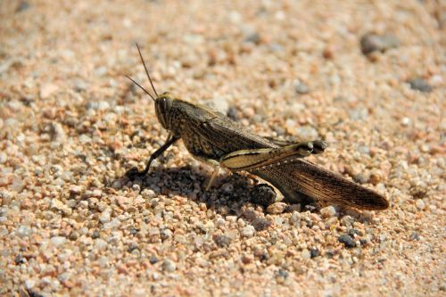 grasshopper sand insect