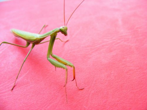grasshopper green pink background