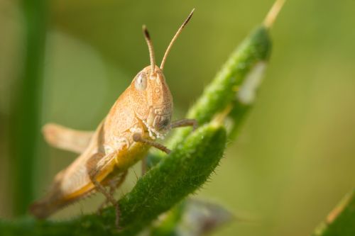 grasshopper insect nature