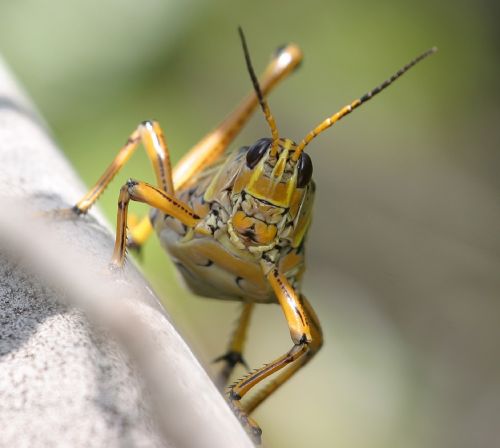 grasshopper eastern lubber macro