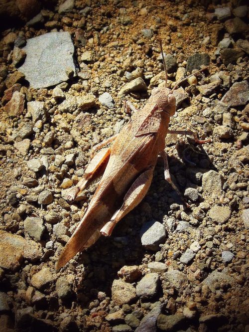 grasshopper arthropod brown