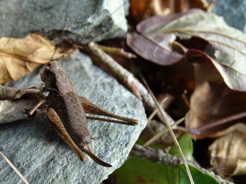 grasshopper autumn brown