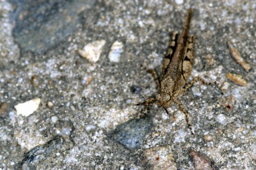 grasshopper insects nature