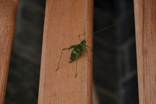 grasshopper animals insect