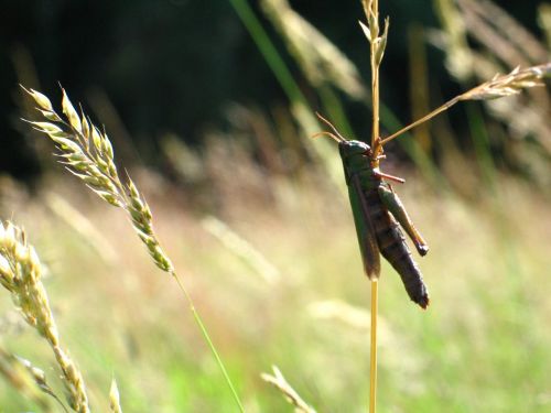 grasshopper grass jump