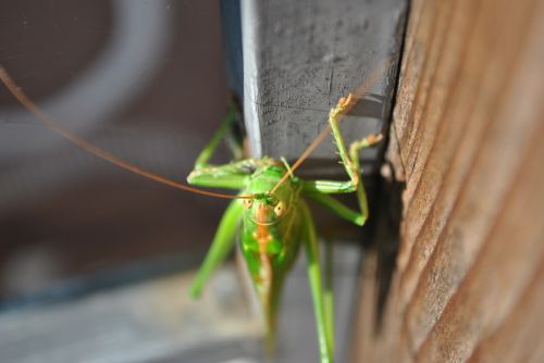 grasshopper animal close