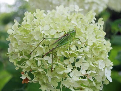 grasshopper insect summer