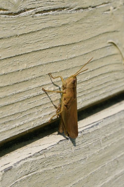 grasshopper large on the wall
