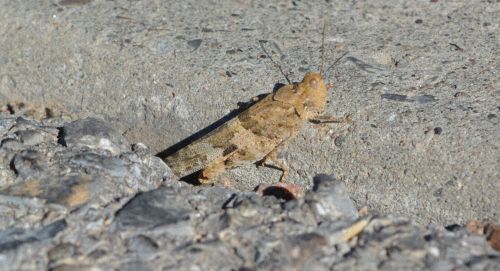 Grasshopper Animal Insect