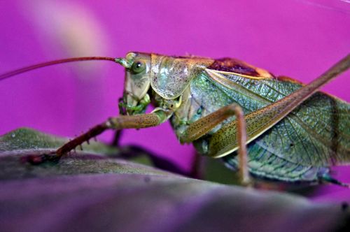 Grasshopper Deflect
