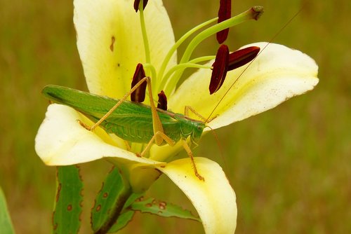 grasshopper green  female  insect