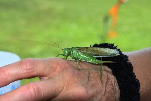 grasshopper green  hand  nature