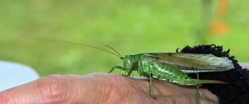 grasshopper green  hand  nature