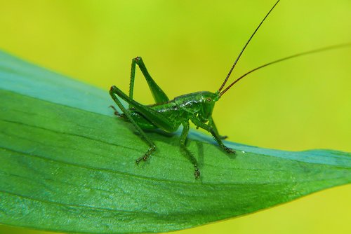 grasshopper green  prostoskrzydłe  insect