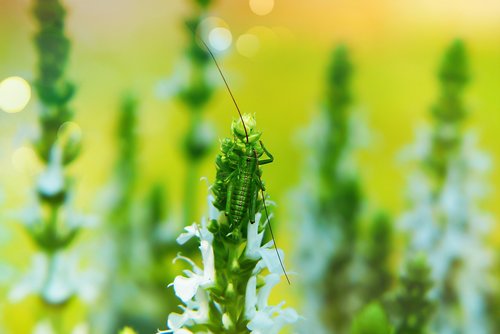 grasshopper green  young  tom