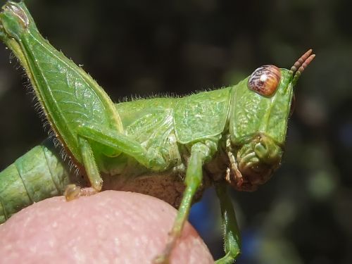 grasshopper nymph green nature