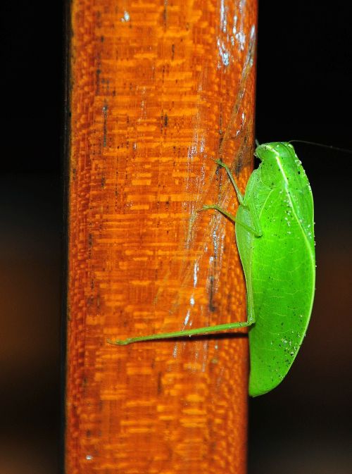 grasshopper sheet pseudophyllinae insect