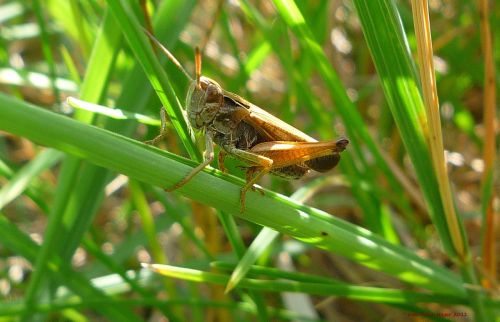 Grasshopper