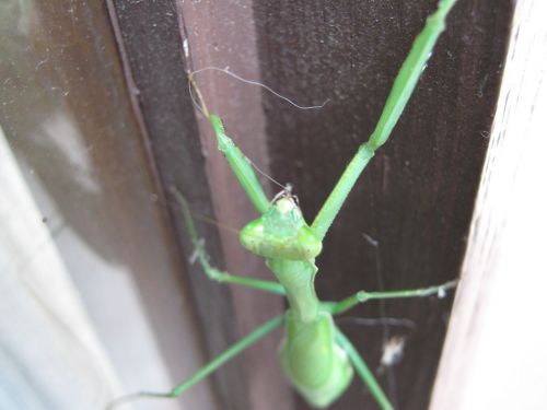 Grasshopper/Praying Mantis