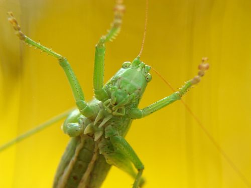 grasshoppers yellow insect