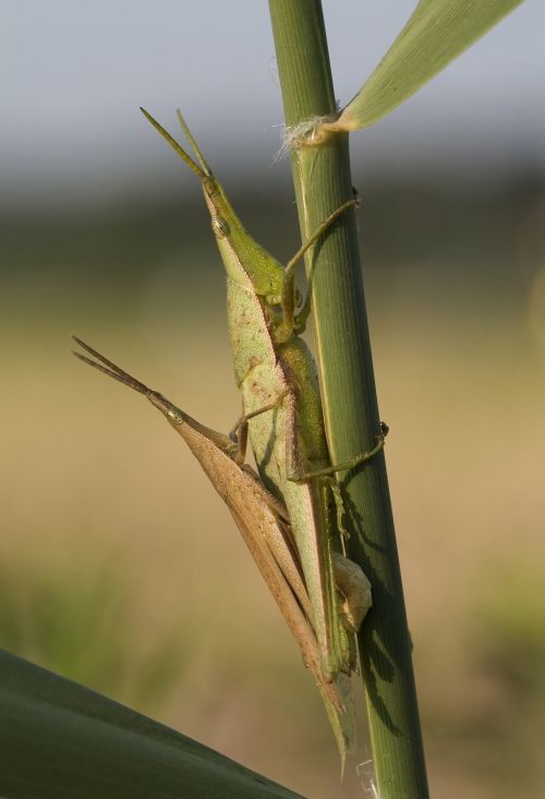 grasshoppers pairing cone head horror