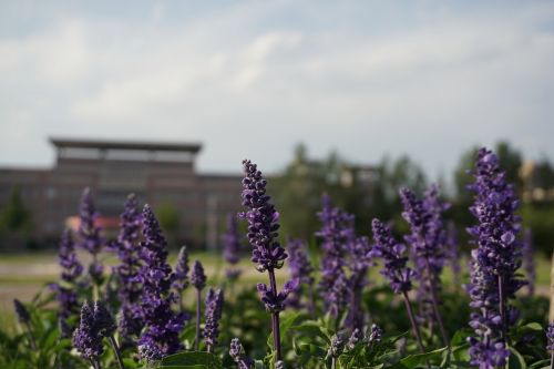 grassland lavender campus