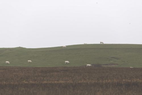 grassland highland landscape