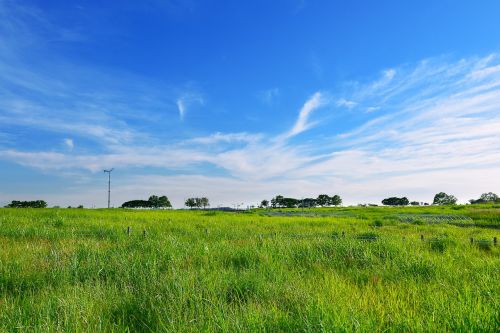 grassland grass meadow