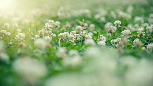 grassland  flowers  sunshine