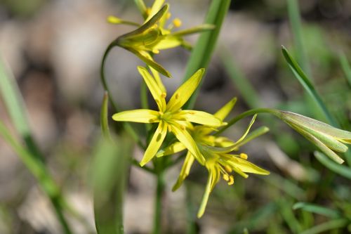 grassland plants including breaking yellow