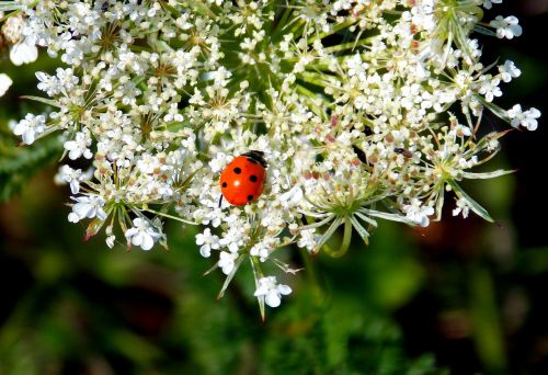 grassland plants ladybug plant