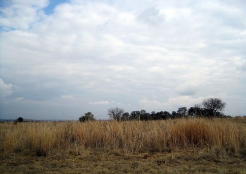 Grassland With Cloud