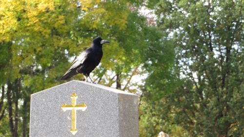 grave cross crow