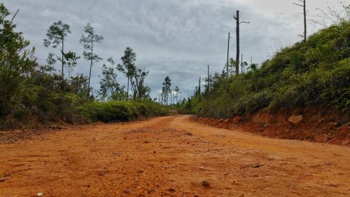 gravel road rock's tree's