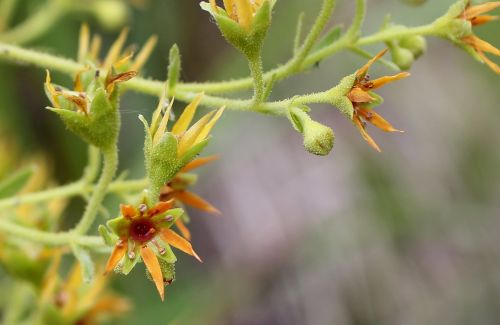 gravel saxifrage alpine plant saxifraga mutata
